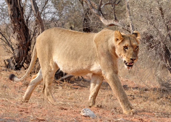 Oroszlán (Panthera leo)) — Stock Fotó