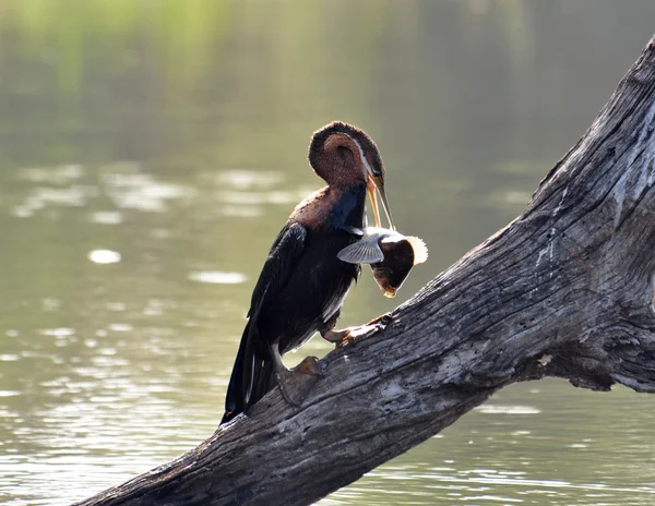 Darter africano (Anbinga malenogaster) Foto Stock Royalty Free