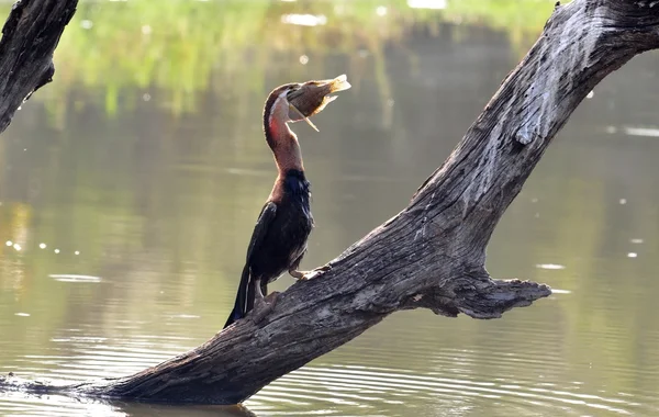 Darter africano (Anbinga malenogaster) Fotografia Stock