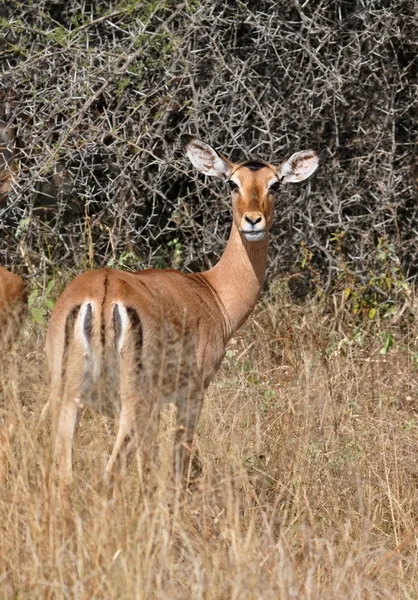Άγρια ζωή της Αφρικής: Impala Royalty Free Εικόνες Αρχείου