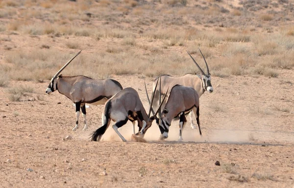 Борьба с антилопами Гемсбока (Орикса) Стоковая Картинка