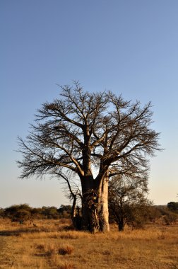 Baobab ağacı