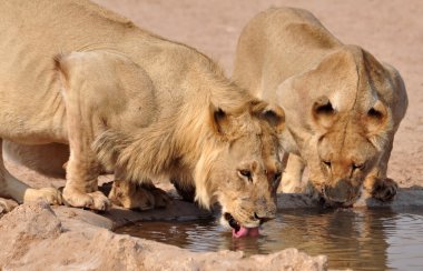 Aslan (Panthera leo)
