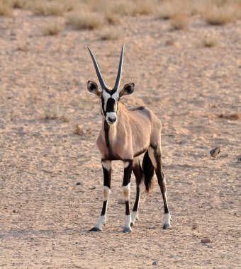 Gemsbok Antilobu (Oryx ceylanı)