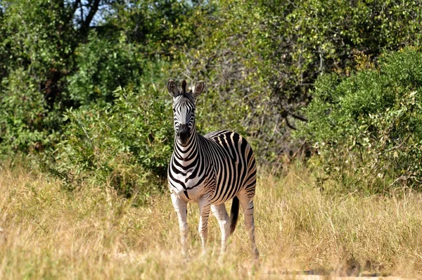 Burchell 's Zebra in Afrika — Stockfoto