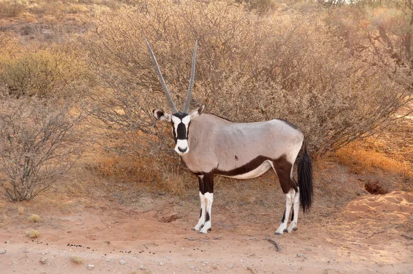 双子座羚羊（Oryx gazella）) — 图库照片