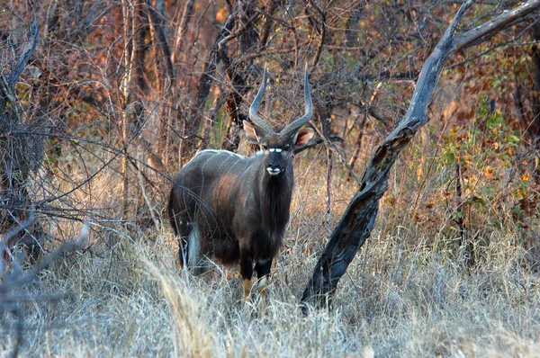 Nyala Antelope — Stock Photo, Image