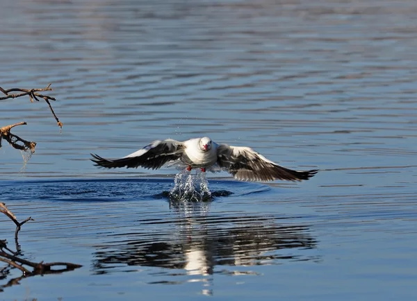 Морская чайка: Идеальный взлет — стоковое фото