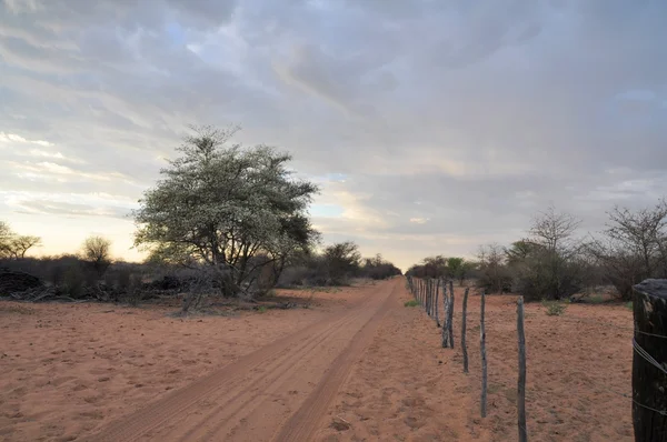 Namibia desert road — Stock Photo, Image