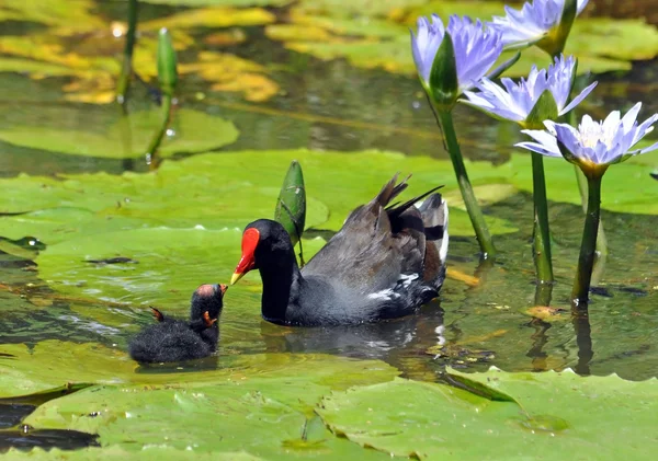 Moorhen piliç ile