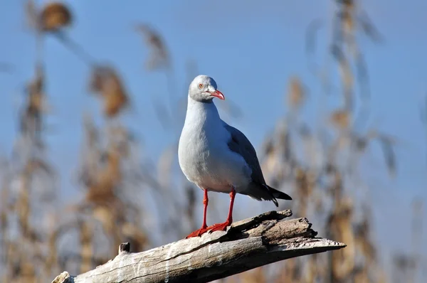 Möwe — Stockfoto