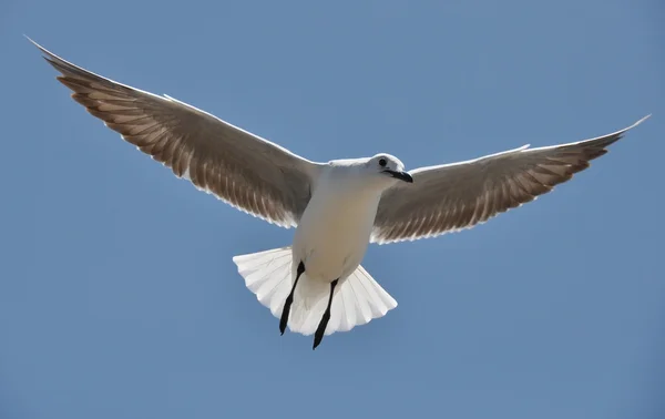 Möwe darunter — Stockfoto