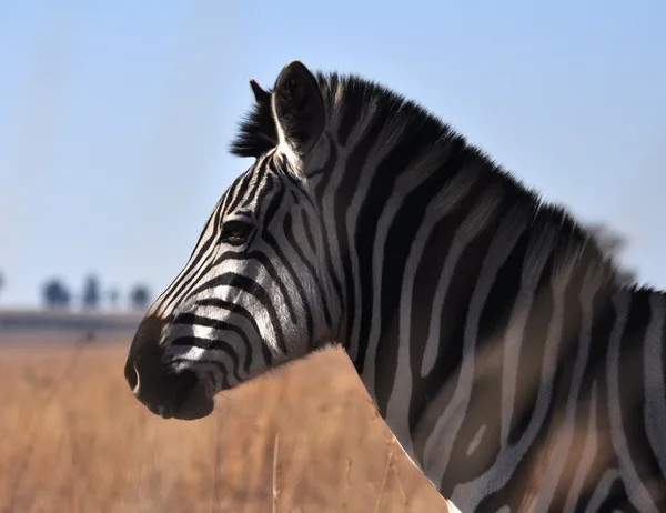 Burchell's Zebra in Africa — Stock Photo, Image