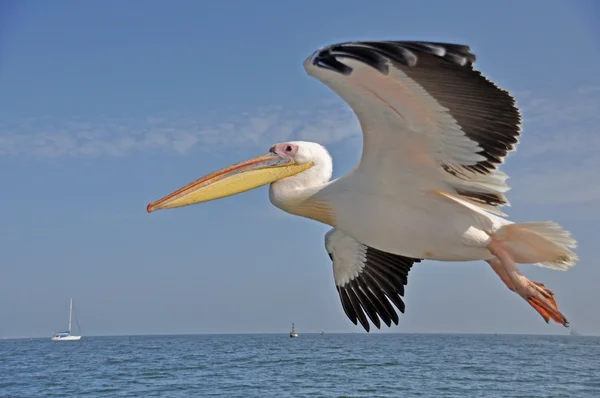 Pelikaan tijdens de vlucht — Stockfoto