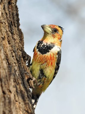 Armalı Barbet (Trachyphonus vaillantii)