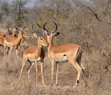 Africa Wildlife: Impala clipart