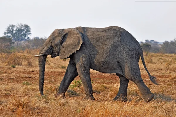 Vida silvestre: Elefante africano — Foto de Stock