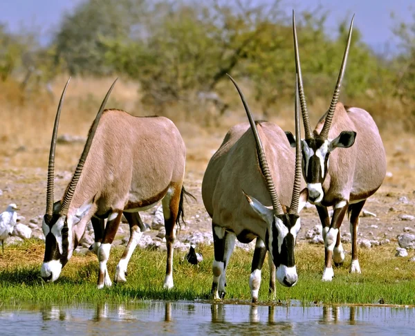 Antelope Gemsbok (Oryx gazella) — Foto Stock