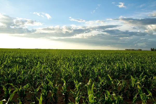 Corn field Royalty Free Stock Images