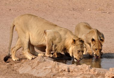 Aslan (Panthera leo)
