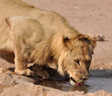 Aslan (Panthera leo)