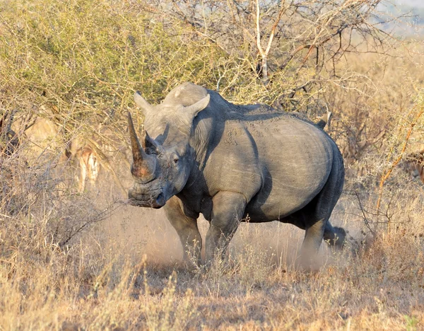 Африка великої п'ятірки: Білий носоріг — стокове фото