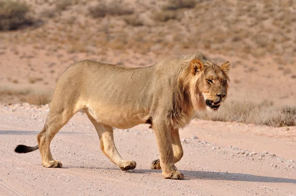 Лев (panthera Лео ) — стокове фото