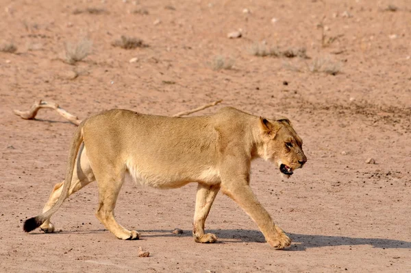 León (Panthera leo) — Foto de Stock