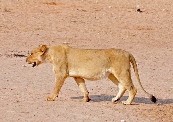 Lion (Panthera leo)