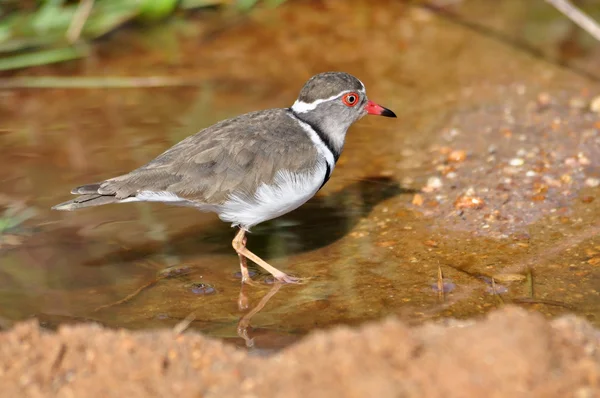 Three-banded Plover — Stock Photo, Image