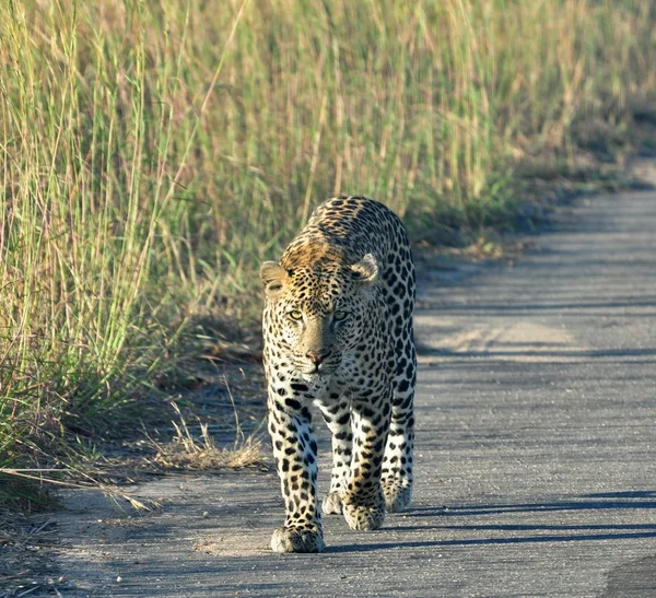 Leopardo en África — Foto de Stock