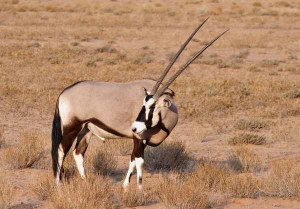 Antílope Gemsbok (Oryx gazella) — Foto de Stock