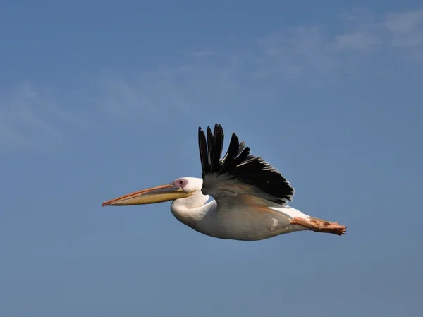 Pelican in flight — Stock Photo, Image