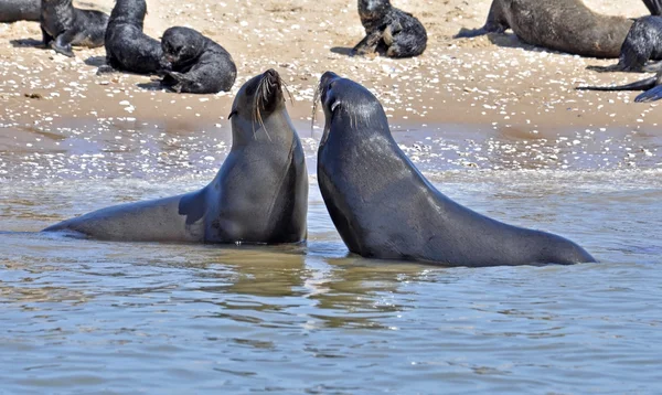 Sellos en la costa de Sceleton — Foto de Stock