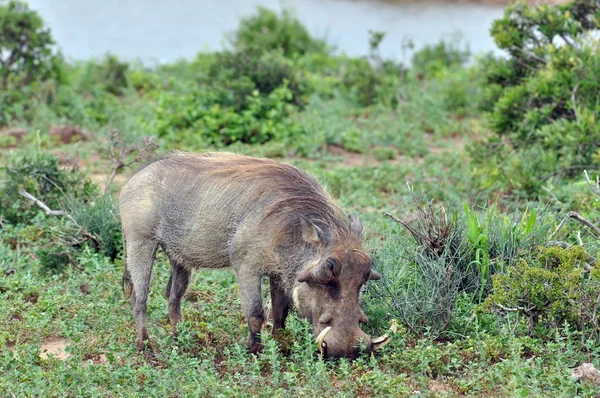 Vida silvestre africana: Warthog — Foto de Stock