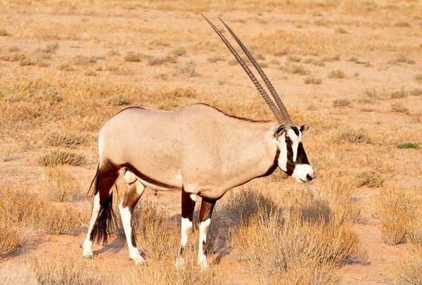 双子座羚羊（Oryx gazella）) — 图库照片