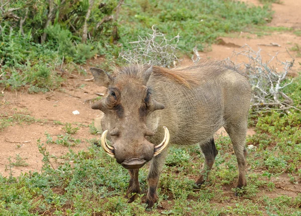 Warthog wild in Africa — Stock Photo, Image
