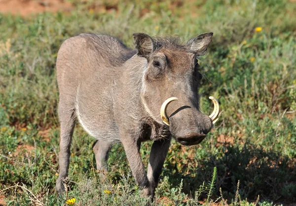 Vida silvestre africana: Warthog — Foto de Stock