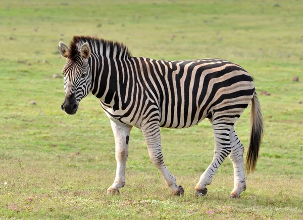 Burchell zebrája Afrikában — Stock Fotó