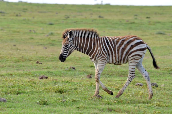 Burchell 's Zebra v Africe — Stock fotografie