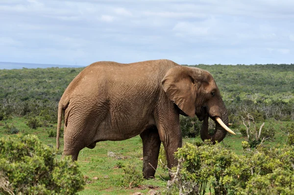 African Elephant in Africa — Stock Photo, Image