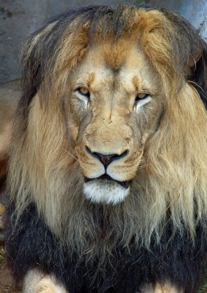 African Barbary Lion