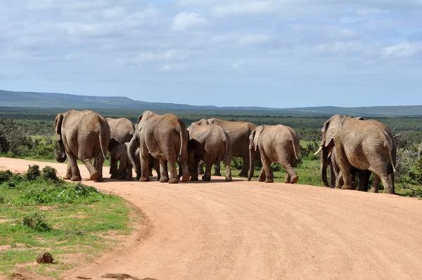 Afrikanische Elefantenherde — Stockfoto