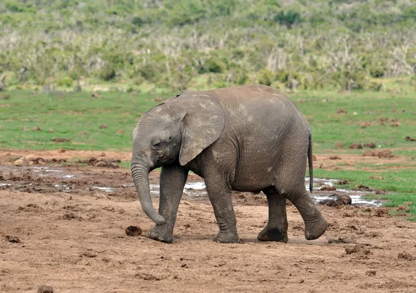 Baby elefant — Stockfoto