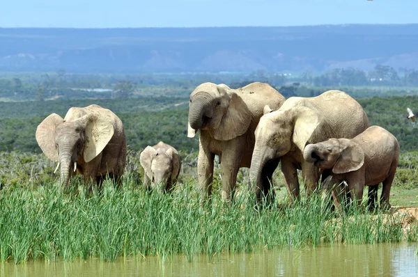 African Elephants in Addo Elephant National Park — Stock Photo, Image