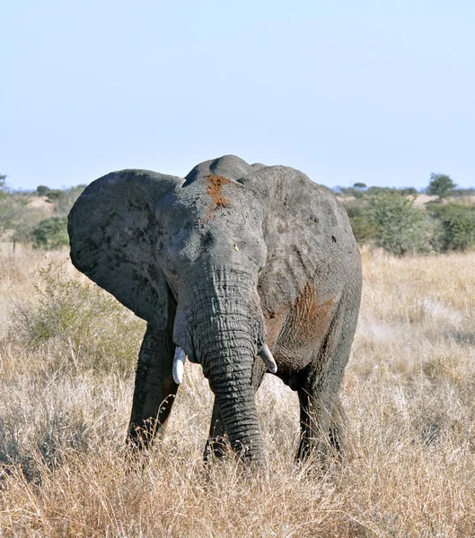 वन्यजीव: आफ्रिकन हत्ती — स्टॉक फोटो, इमेज