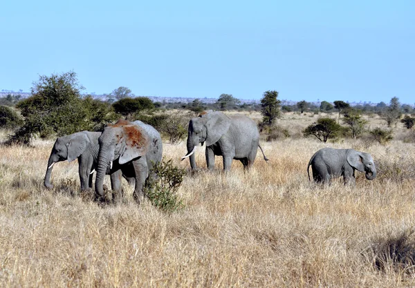 Afrikkalainen elefanttikarja — kuvapankkivalokuva