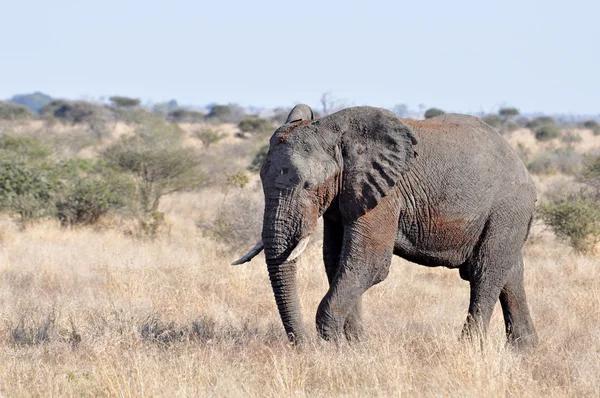 Tierwelt: Afrikanischer Elefant — Stockfoto