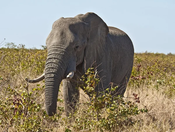 Elefante africano —  Fotos de Stock