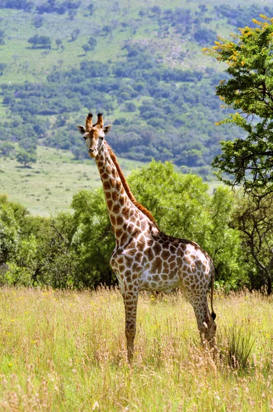 Giraffa femminile in Sud Africa — Foto Stock